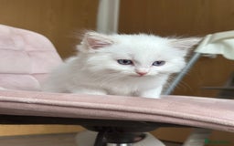 Ragdoll cats for sale: Gorgeous Balls Of Fluff 🥰😻🤗 - Image 3