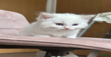 Ragdoll cats - Advert 13