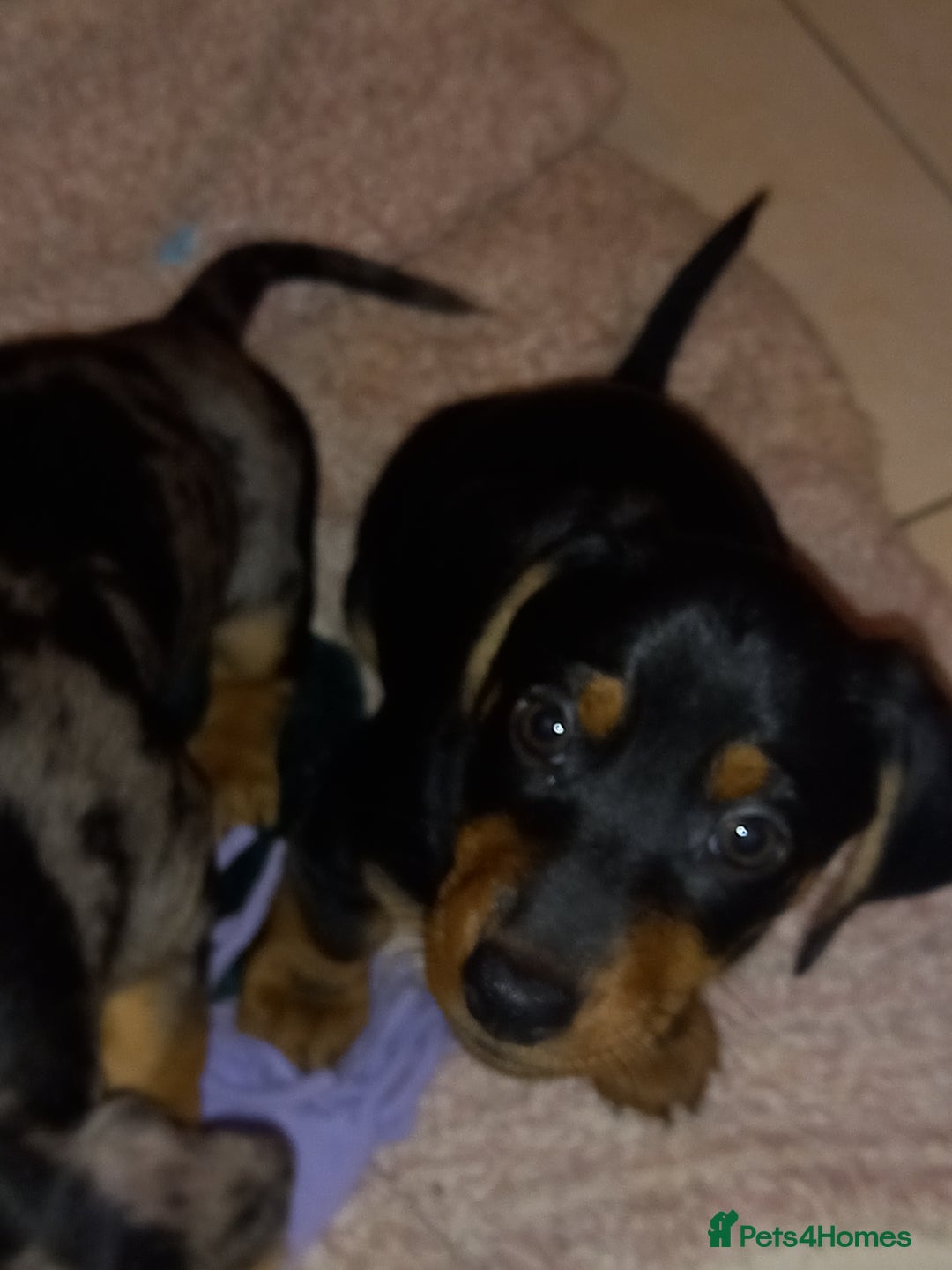 Dachshund dogs for sale: Dachsunds 3/4 breed - Image 6