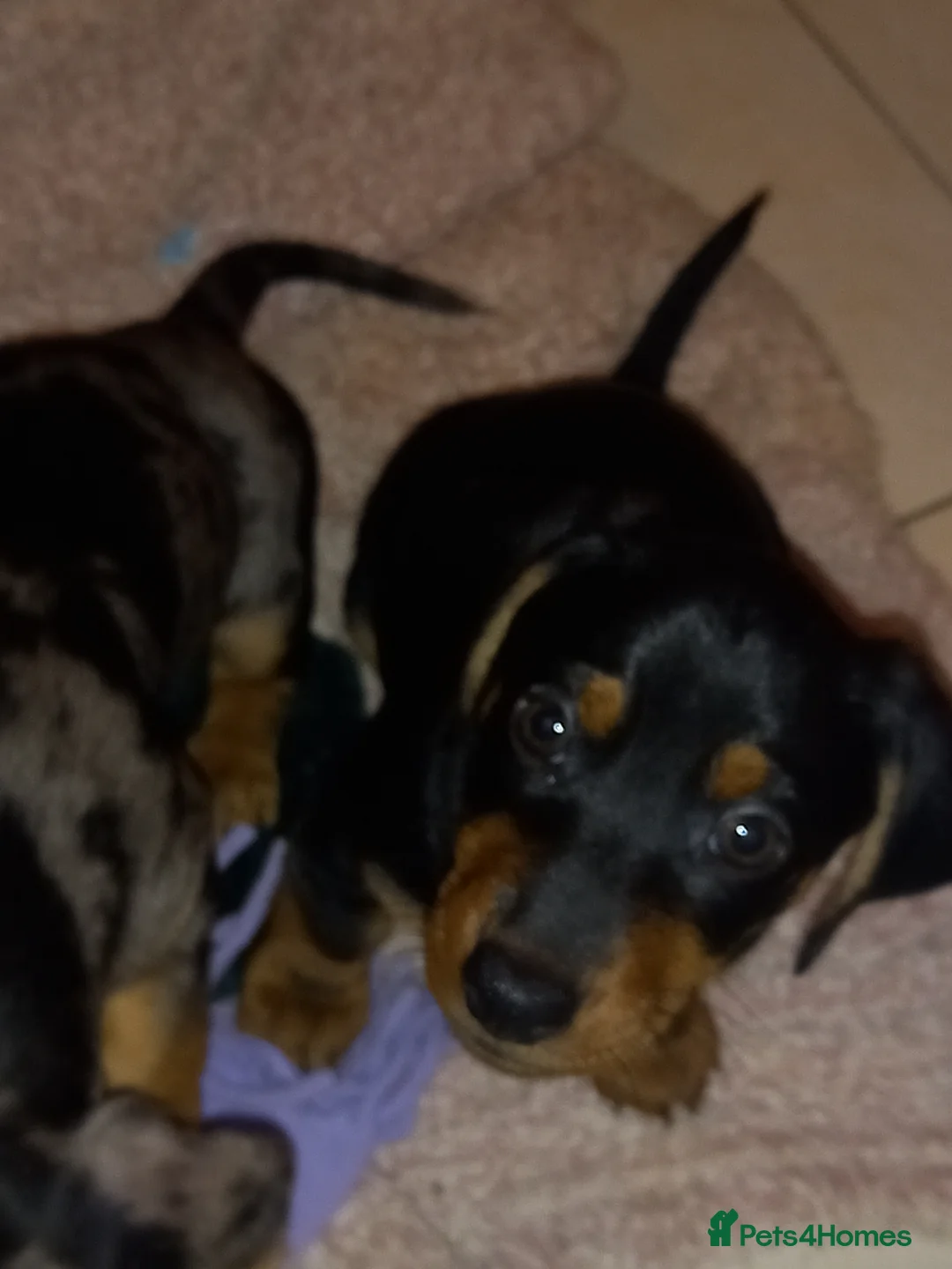 Dachshund dogs for sale: Dachsunds 3/4 breed - Advert 3