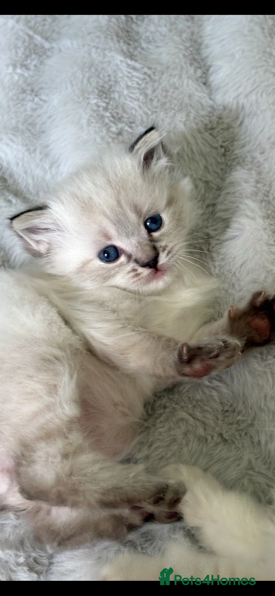 Ragdoll cats 🌺 Exceptional GCCF Babies 🌺 - Advert 1