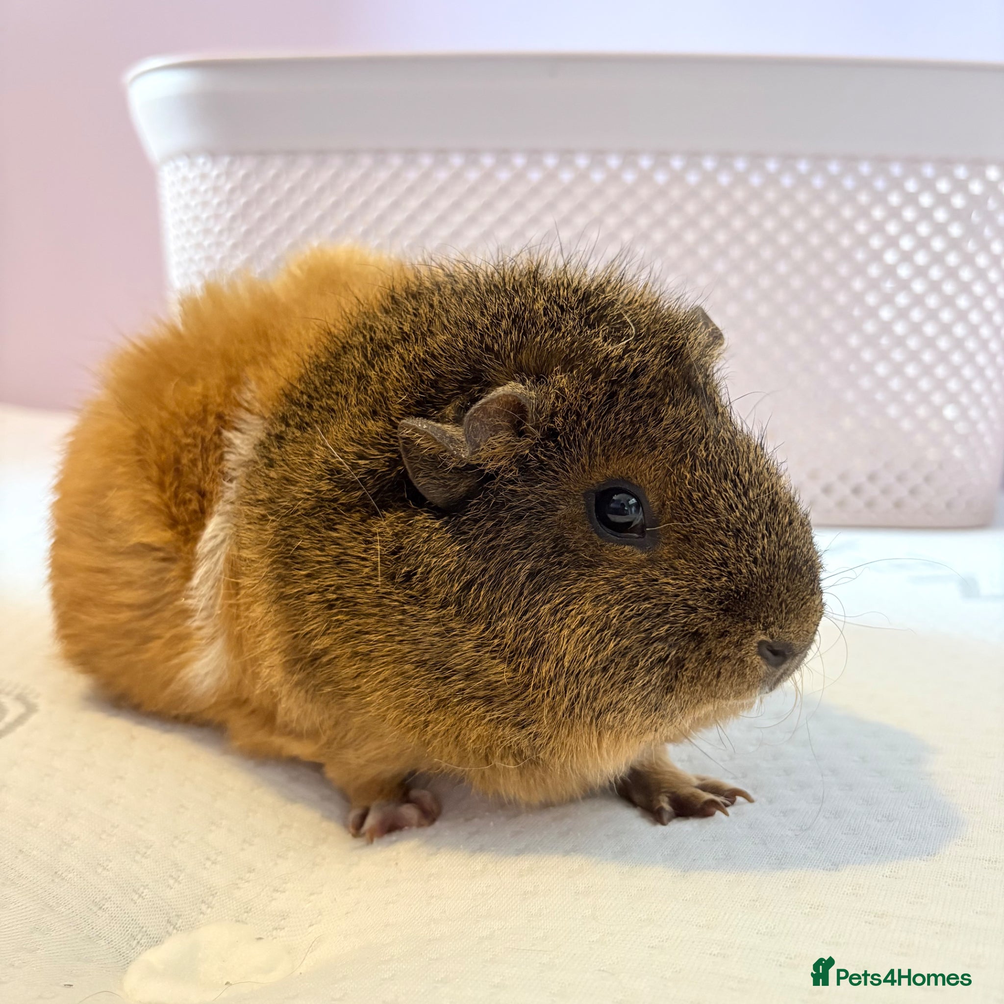 Guinea Pig rodents 2 beautiful female Guniea pigs for sale  - Advert 2