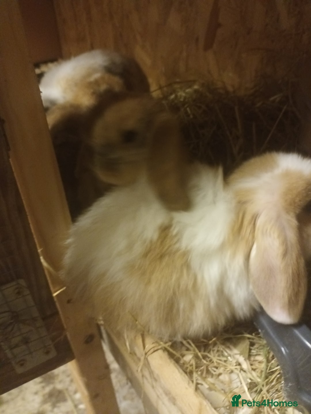 Mini Lop rabbits for sale: Mini lops  - Advert 5