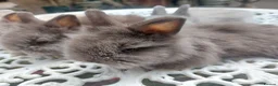 Angora rabbits for sale: PUREBRED TEDDYDWERG BABIES  - Advert 7