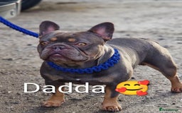 French Bulldog dogs for sale: Stunning French bulldog puppies 🐕 - Image 35