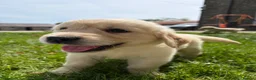 Golden Retriever dogs for sale: FULLY VACCINATED KC REG GOLDEN RETRIEVERS - Advert 15