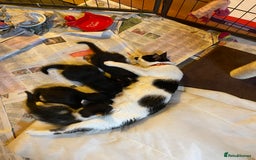 British Shorthair cats for sale: Kittens for sale !! Loving and playful  - Image 9