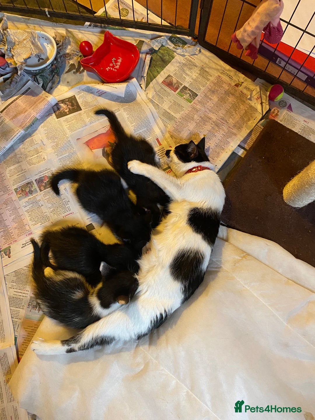 British Shorthair cats for sale: Kittens for sale !! Loving and playful  - Image 9