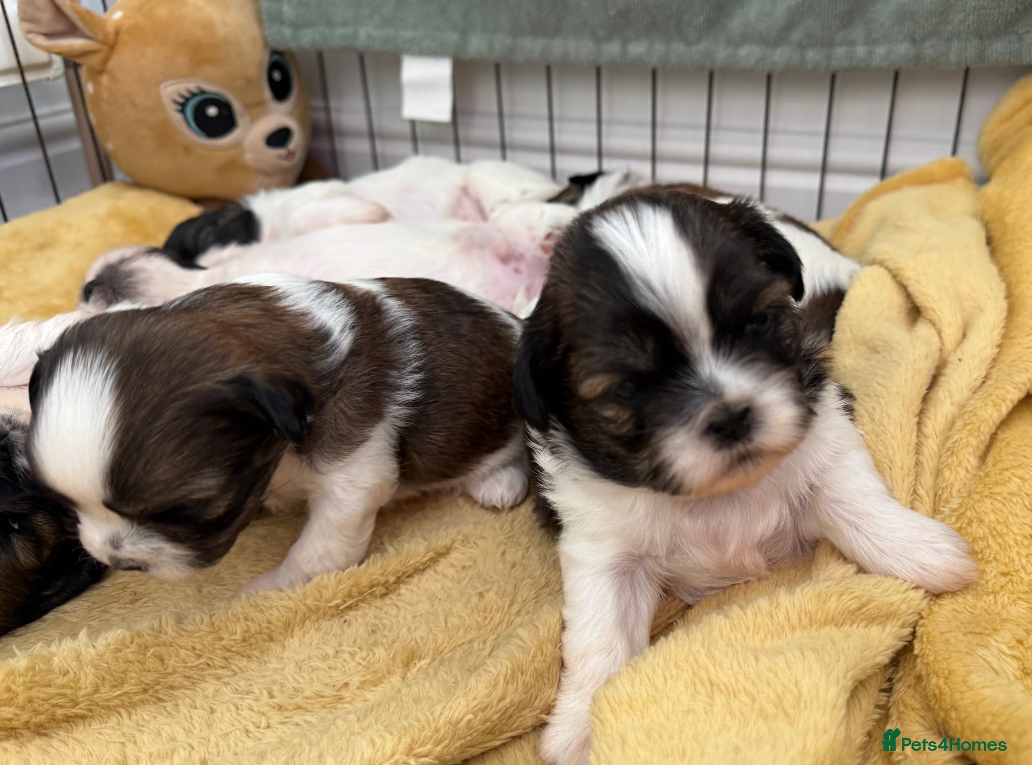 Shih Tzu dogs Purebred Shih Tzu Puppies Looking for Loving Homes - Advert 10