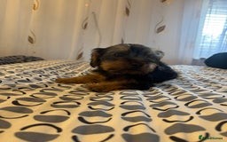 Yorkshire Terrier dogs for sale: Puppies for sale  - Image 14