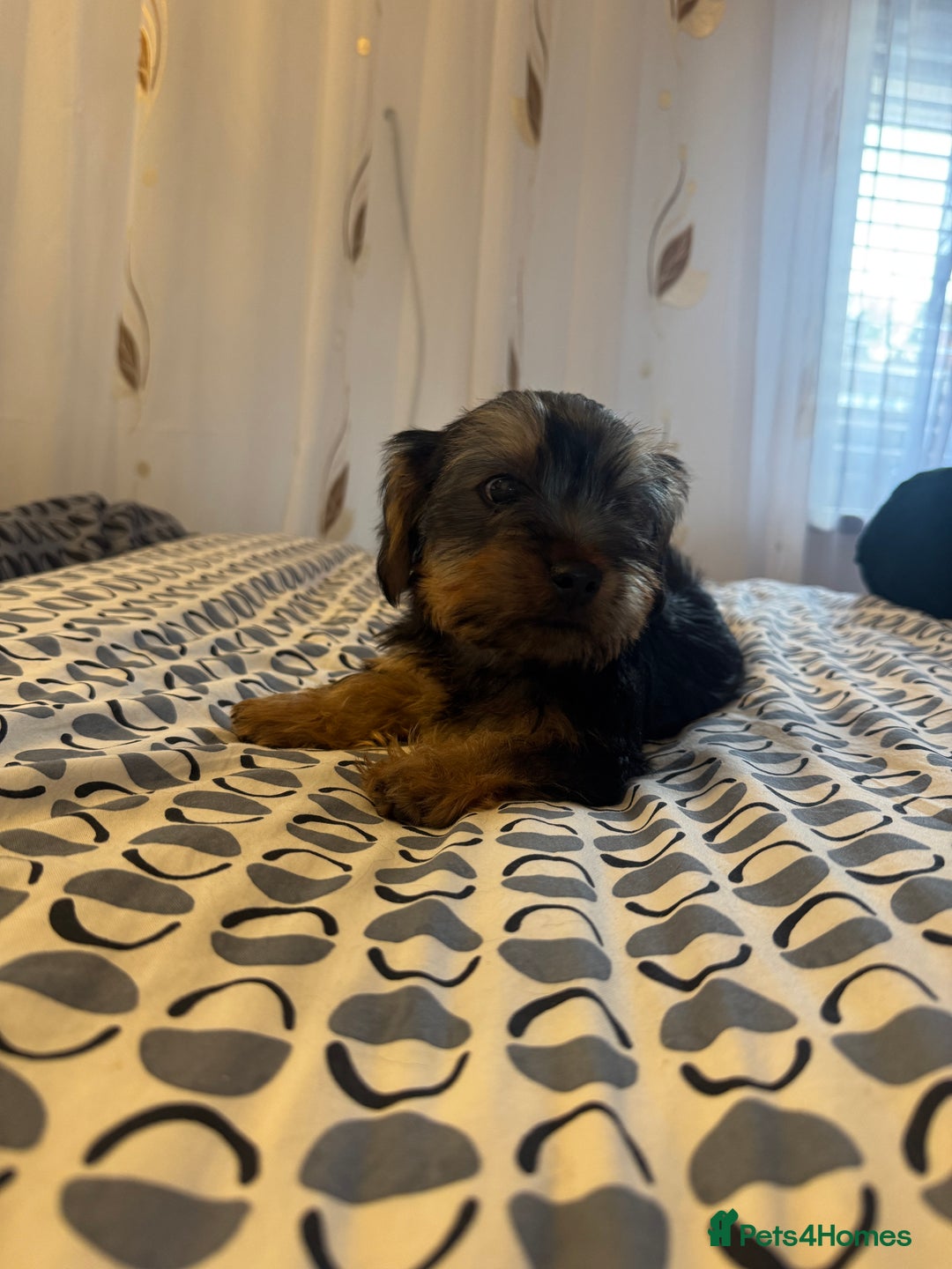 Yorkshire Terrier dogs for sale: Puppies for sale  - Image 14