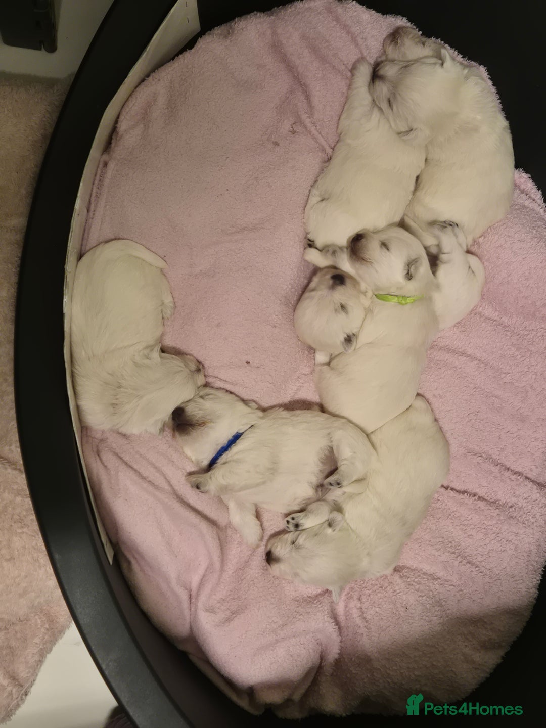 West Highland Terrier dogs for sale: Westhighland Terrier - Advert 3