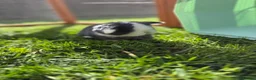 Mini Lop rabbits for sale: Blue split mini lop doe - Advert 2