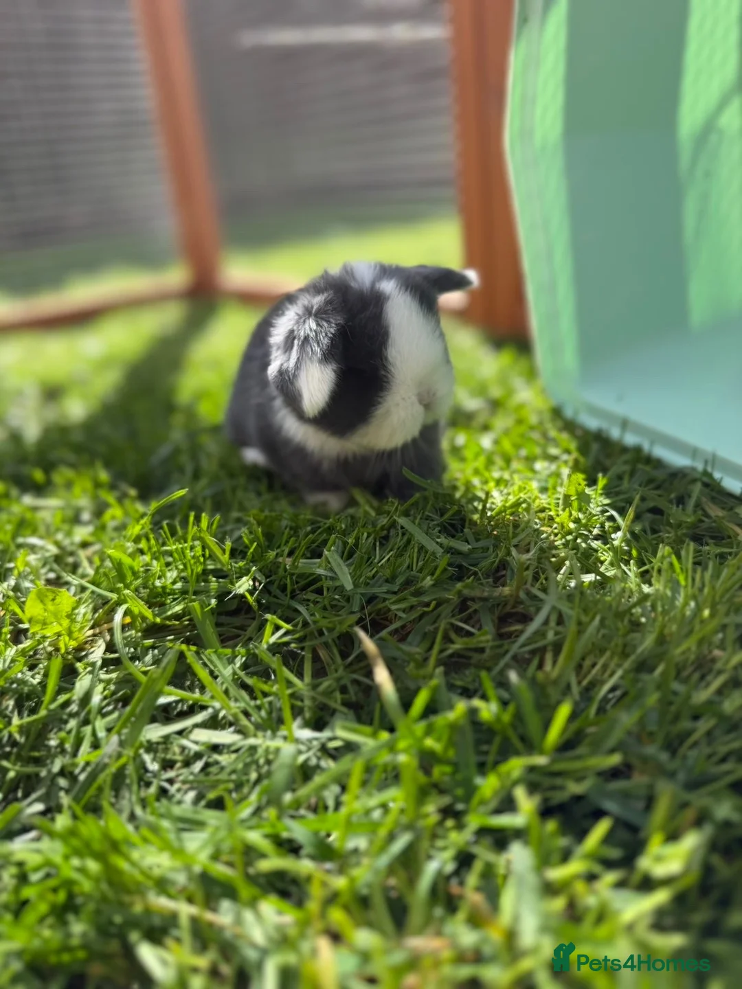 Mini Lop rabbits for sale: Blue split mini lop doe - Advert 2