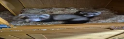 Ferret rodents for sale: 3 x Jill Ferret/polecat hybrids & 1 Jack in Braintree - Advert 1