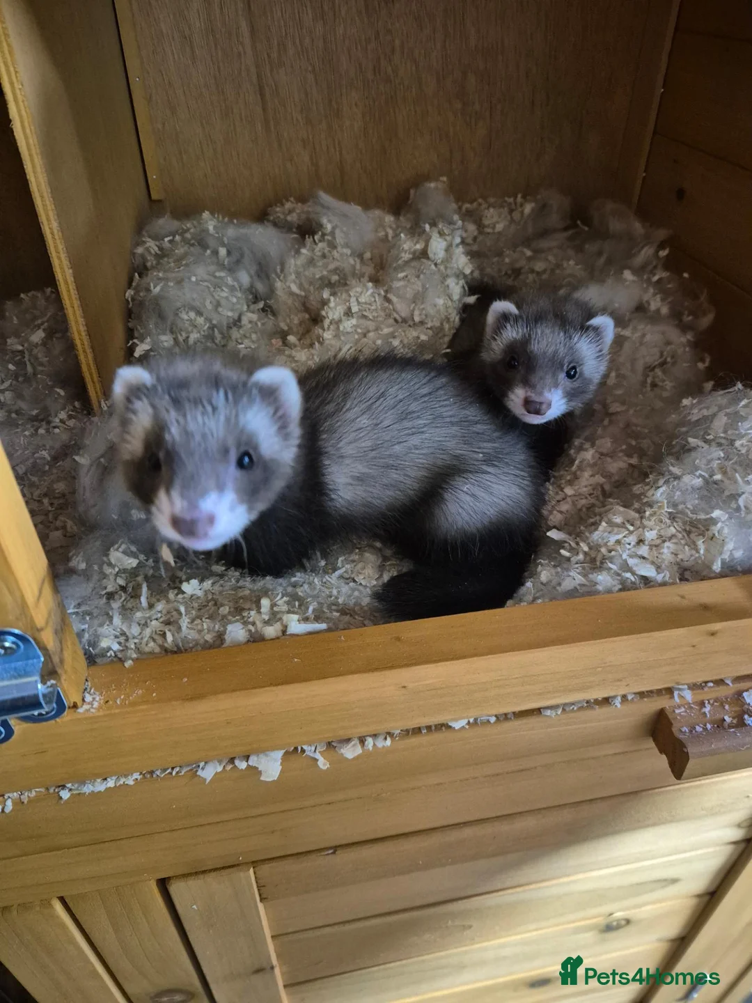 Ferret rodents for sale: 3 x Jill Ferret/polecat hybrids & 1 Jack in Braintree - Advert 1