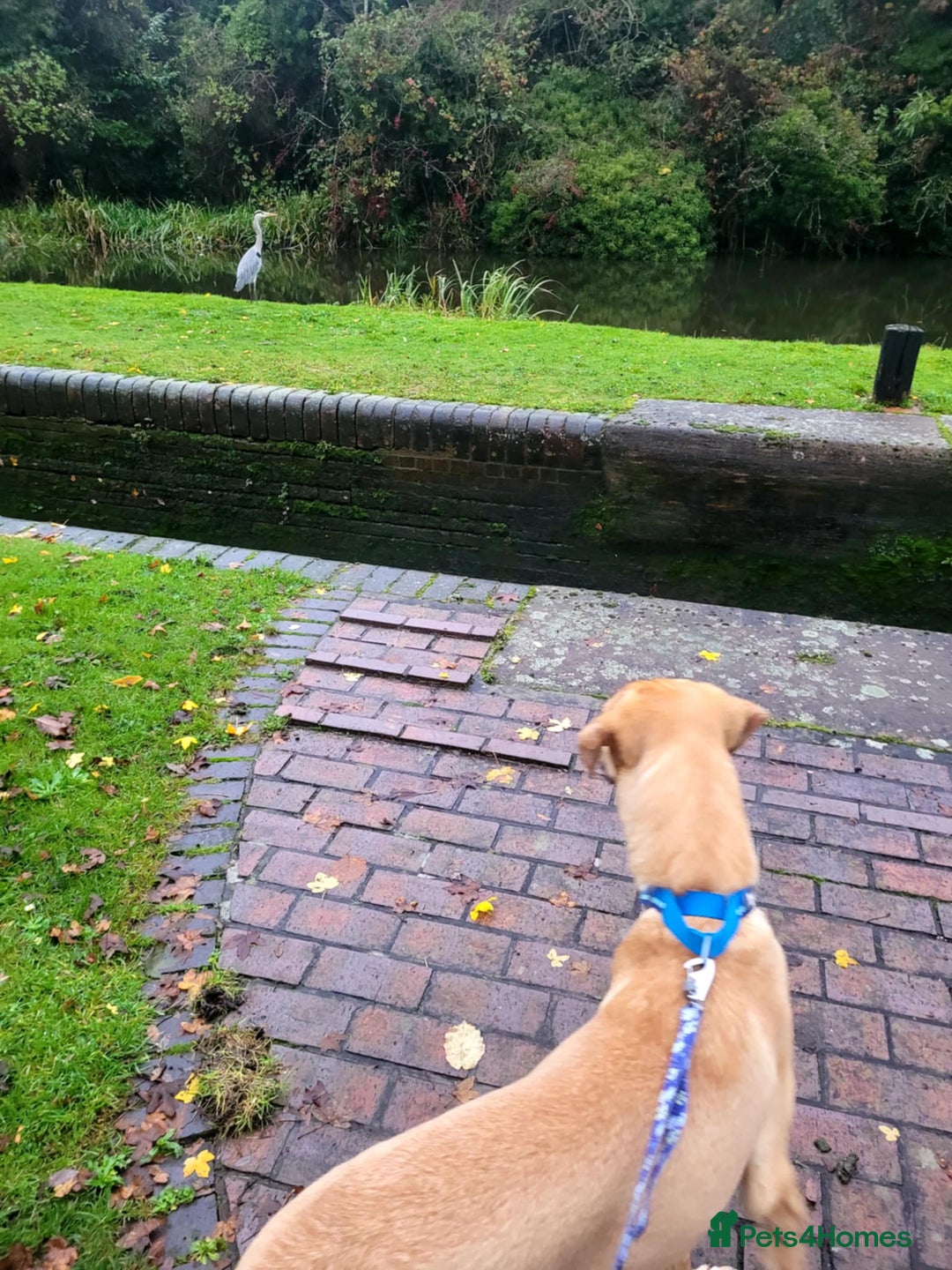 Mixed Breed dogs for adoption: Zach – 10 months old, Male, Mixed Breed Pup - Advert 5