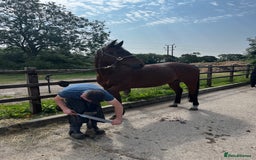 Arabian horse horses for sale: 15.3 gelding looking for a new home - Image 7