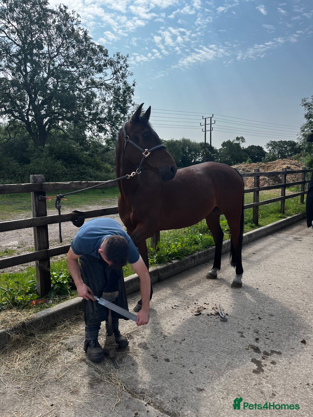 Arabian horse horses for sale: 15.3 gelding looking for a new home - Image 7