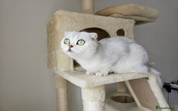 British Shorthair cats for sale: Scottish Straight 2 month old girl - Advert 9