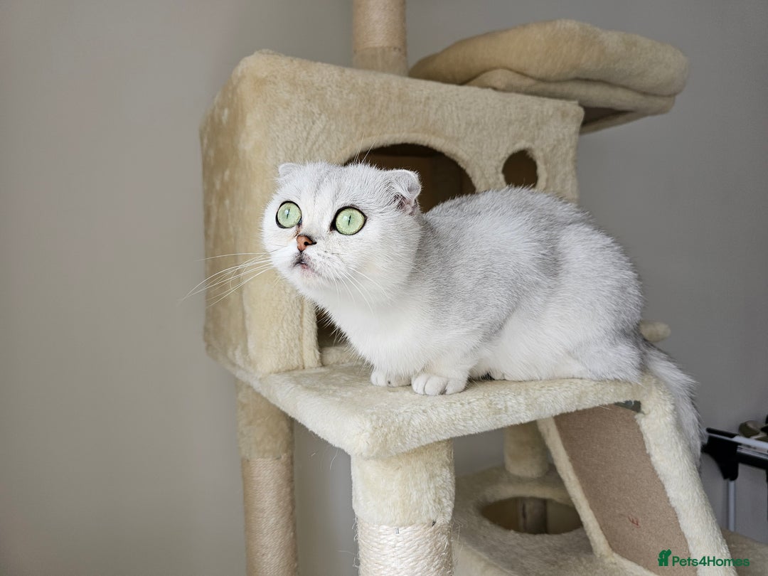 British Shorthair cats for sale: Scottish Straight 2 month old girl - Advert 9