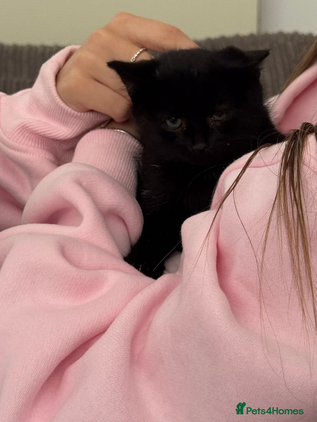 Mixed Breed cats for sale: Kittens - Ready to leave  - Image 4