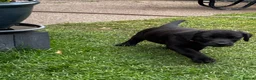 Labrador Retriever dogs for sale: Puppies  in Wrexham - Advert 5