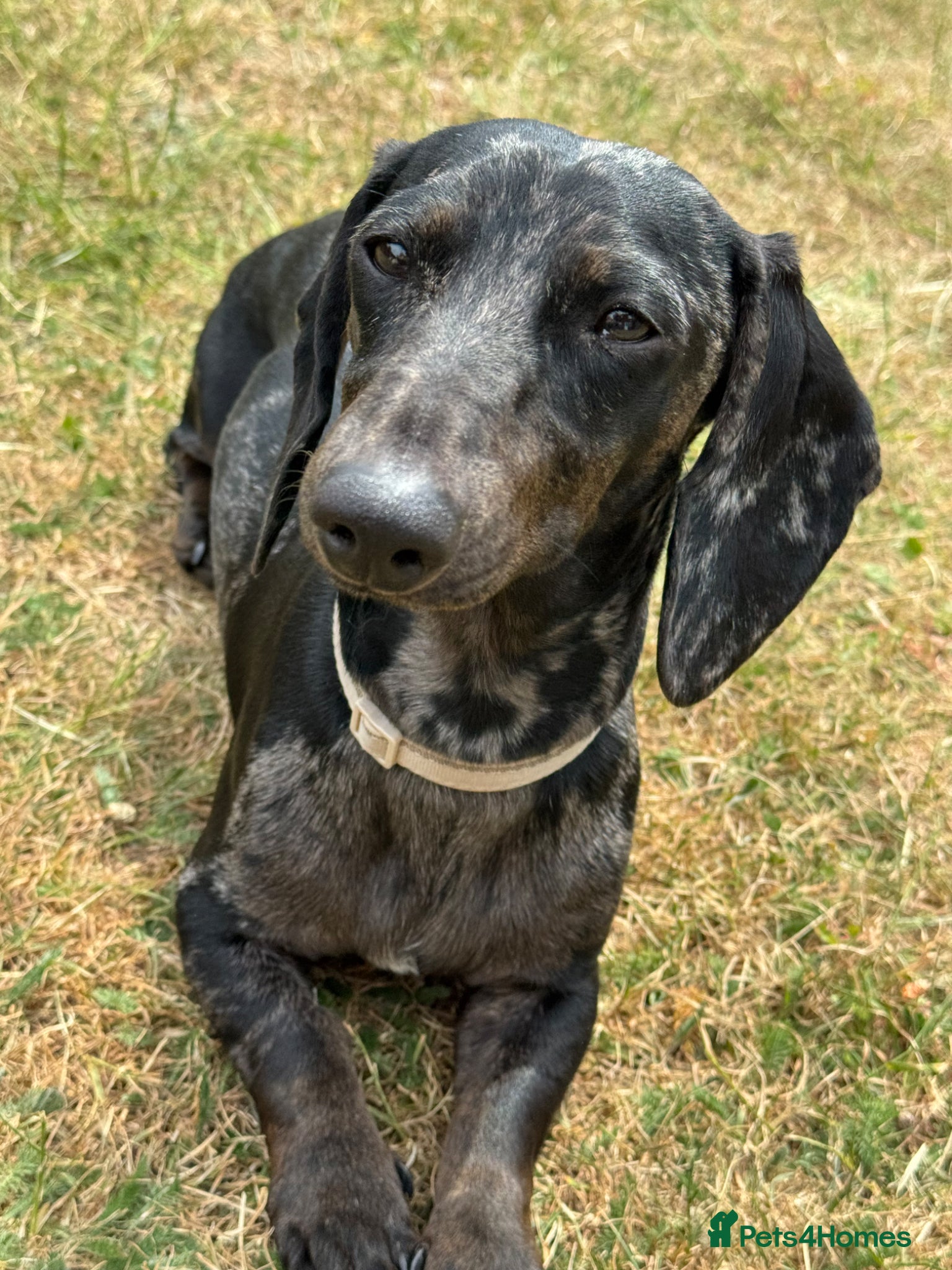 Dachshund dogs 1 year old female Dachshund for sale - Advert 7
