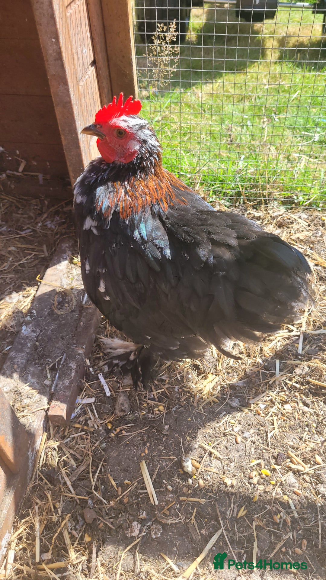 Chickens poultry for sale: 5 Male Pekin Bantams - Image 5