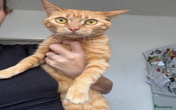 Bengal cats for sale: Two female cats ,2 years old  - Image 1