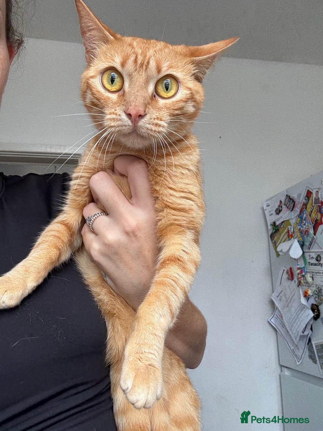 Bengal cats for sale: Two female cats ,2 years old  - Image 1
