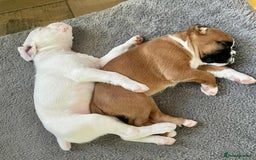 Boxer dogs for sale: !!Beautiful boxers available - Image 3