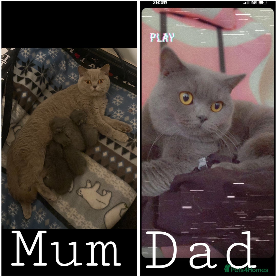 British Shorthair cats for sale: Gorgeous BSH kittens  - Advert 8