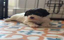 Jackapoo dogs for sale: Beautiful female jackapoo puppies - Image 5