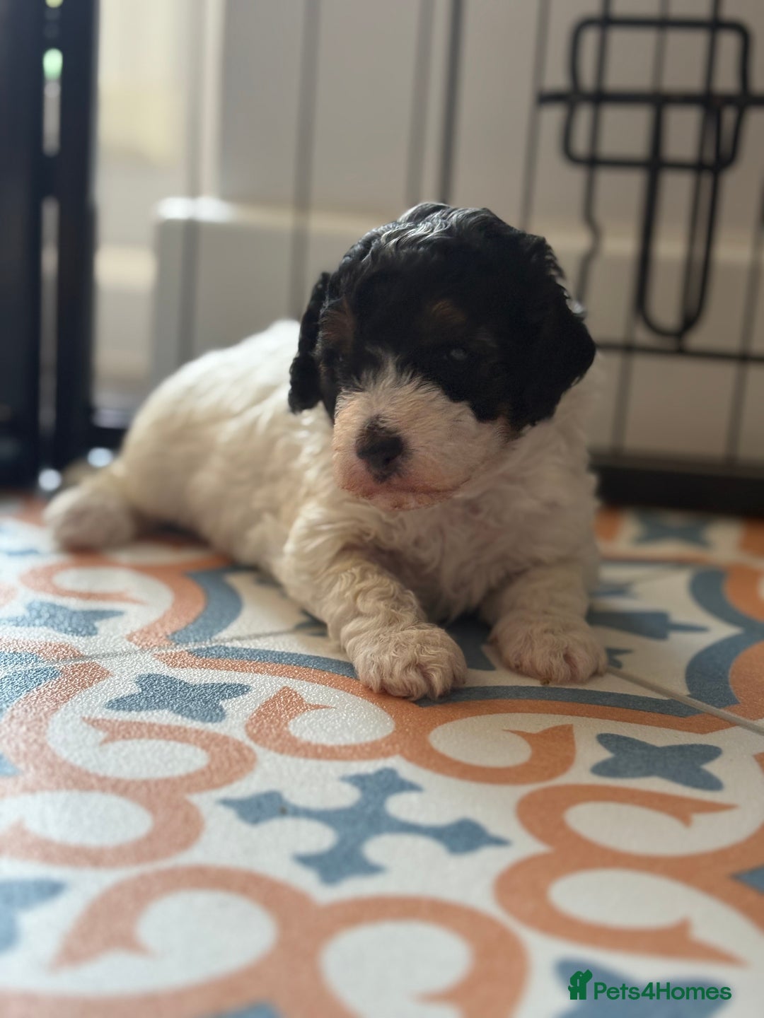 Jackapoo dogs for sale: Beautiful female jackapoo puppies - Image 5