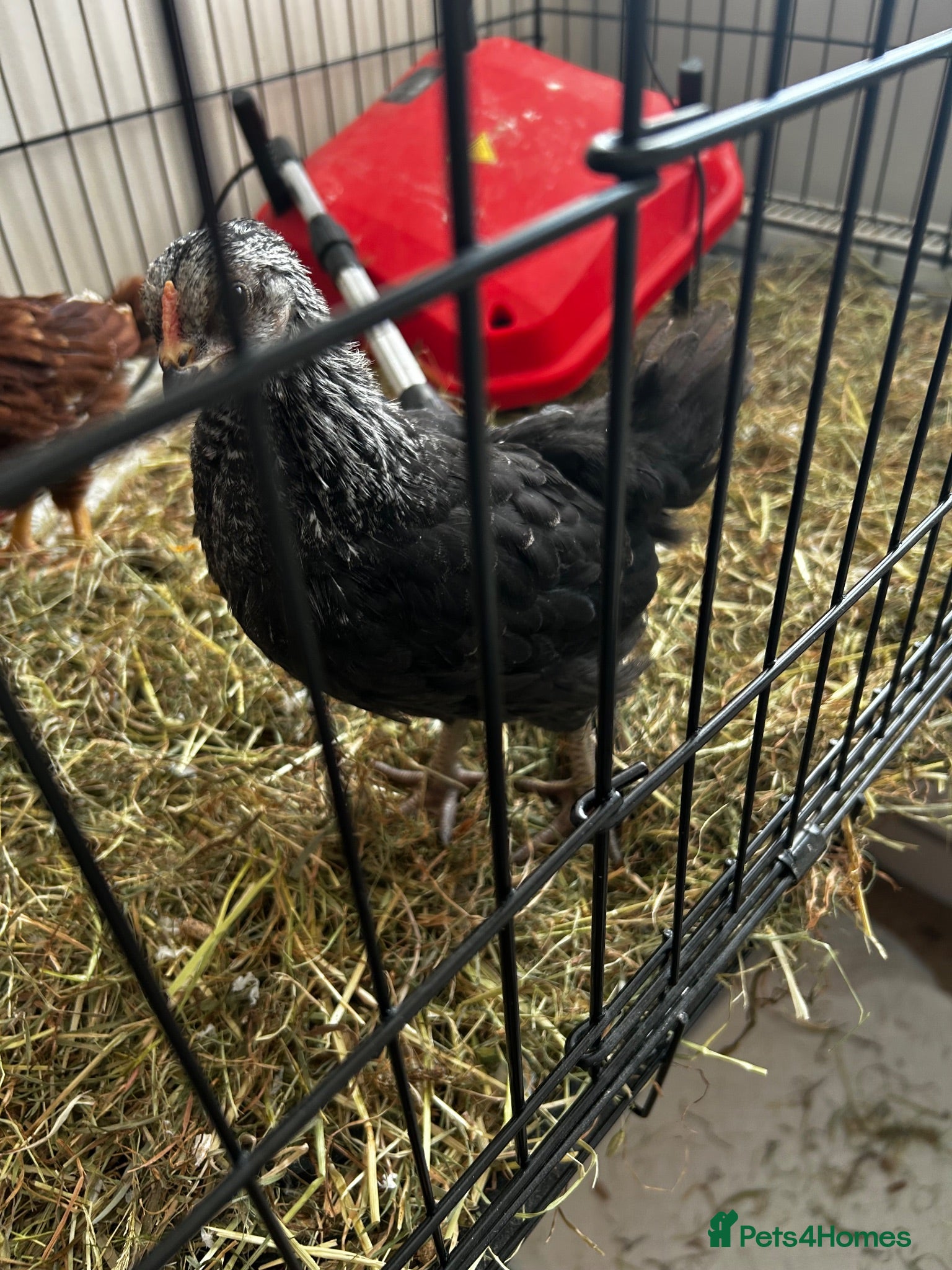 Chickens poultry Unsexed crested rock  and Rhode island red chick - Advert 5