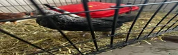 Chickens poultry for sale: Unsexed crested rock  and Rhode island red chick - Advert 1