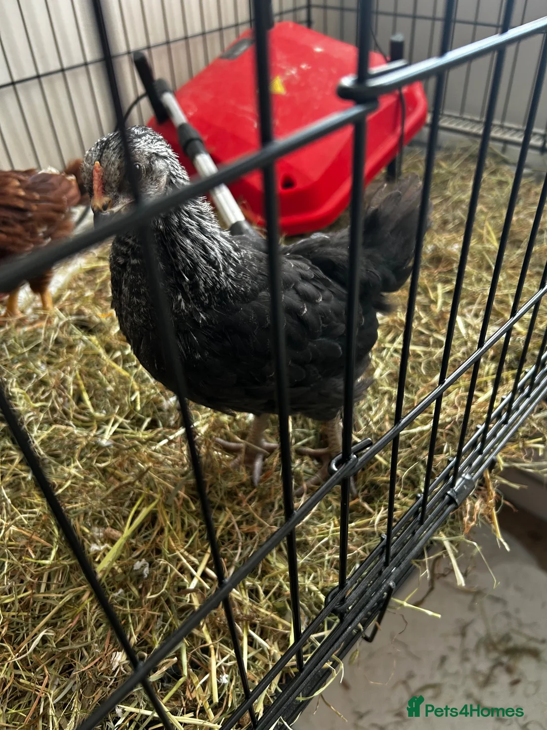 Chickens poultry for sale: Unsexed crested rock  and Rhode island red chick - Advert 1