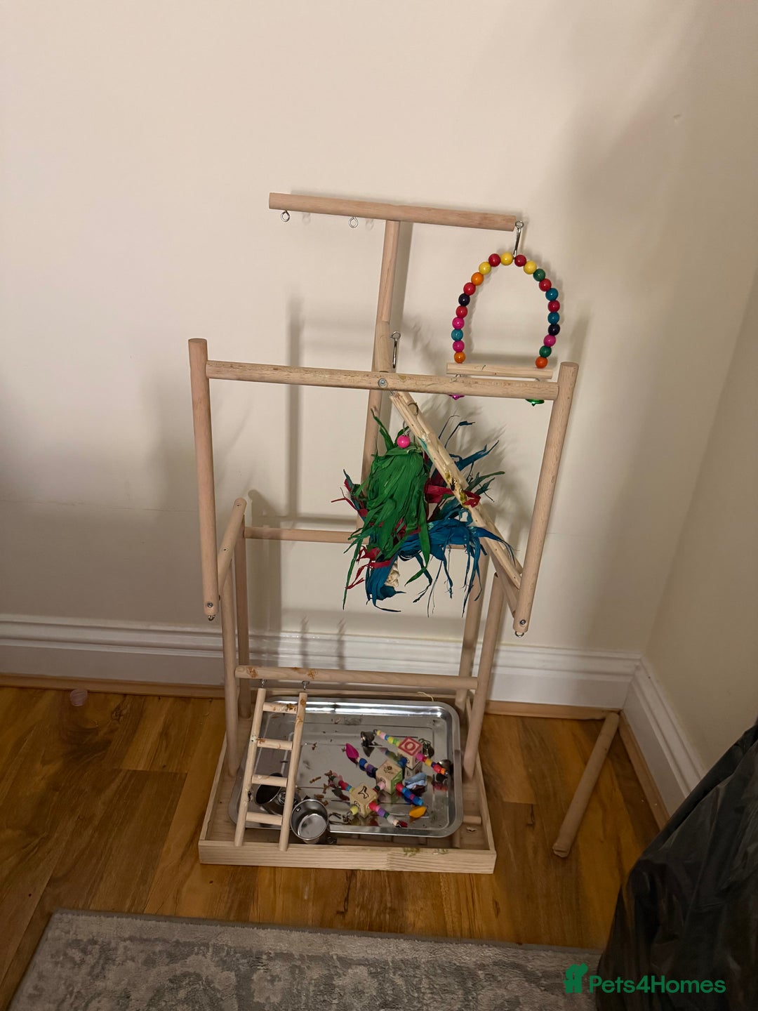 Parrots birds for sale: Amazon Red Lored - Advert 2