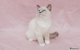 Ragdoll cats for sale: Super cuddly Ragdoll male kitten Ready now  - Image 3