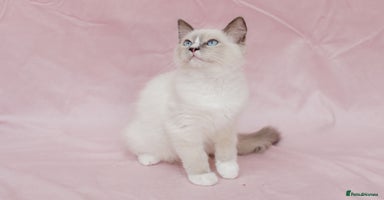 Ragdoll cats - Advert 11