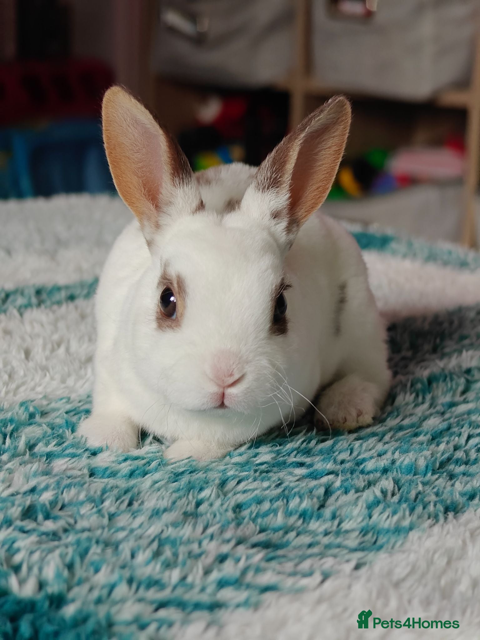 Rex rabbits Mini Rex Rabbits  - Advert 10