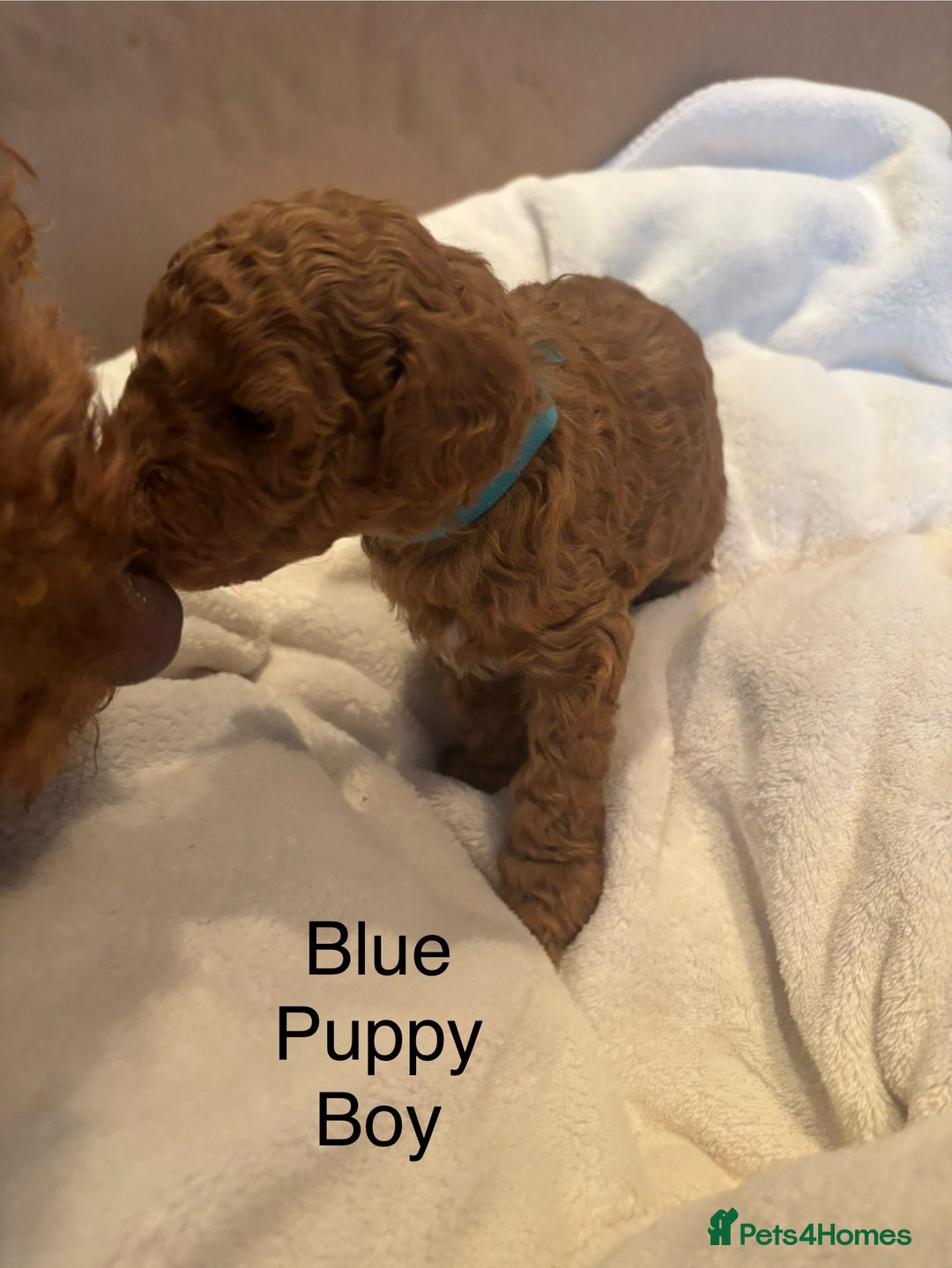 Miniature Poodle dogs for sale: KC Registered red miniature poodles  - Advert 29