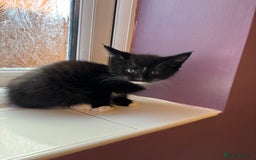 British Shorthair cats for sale: 3 kittens Available as of today 21/09/2025 - Image 6