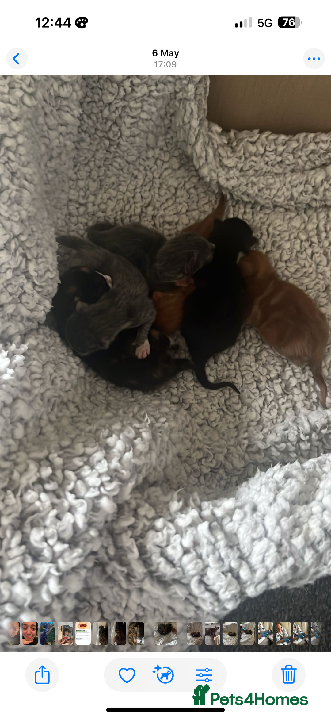 British Shorthair cats for sale: 3 KITTENS READY TO GO !  - Image 6