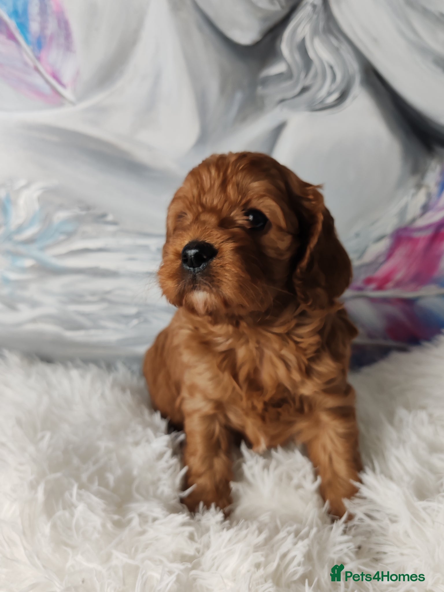 Cavapoo dogs Adorable F1 Cavapoo Puppies for Sale - Advert 7
