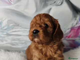 Cavapoo dogs Adorable F1 Cavapoo Puppies for Sale - Advert 5