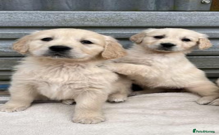 Golden Retriever dogs - Advert 1