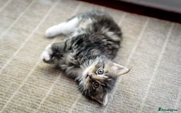 Mixed Breed cats for sale: Gorgeous Mixed Breed Kittens for Sale - Image 5
