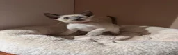 Siamese cats for sale: 6 stunning Siamese kittens available  - Advert 22